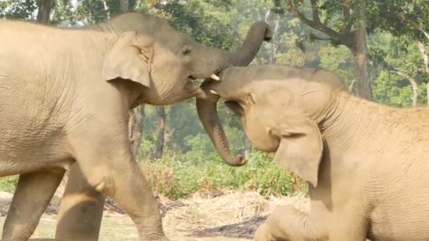 Jeunes éléphants ludiques dans le parc national de Chitwan. Vue latérale de jeunes éléphants jouant les uns avec les autres, Népal 