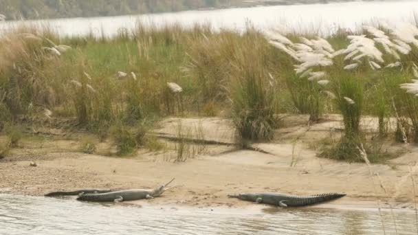 Великий Gharial або gavial риби їдять крокодила розслабляючий на березі річки rapti, національному парку Читван, Непалі. Болотяний Крокодил, відпочиваючи з відкрити рот на мілини поблизу центр розведення, літній день — стокове відео