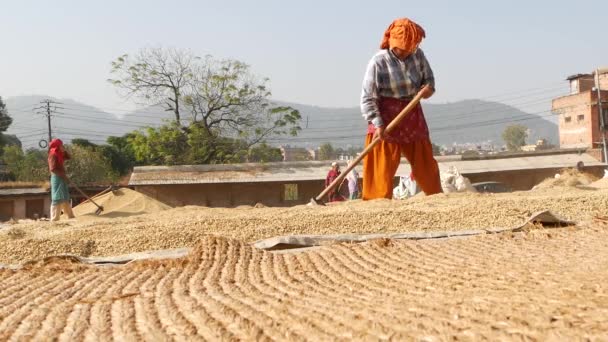 BHAKTAPUR, KATHMANDU, NEPAL - 18 ottobre 2018 Donne asiatiche anziane che essiccano, setacciano, trebbiano i cereali in modo tradizionale. Vita quotidiana, città antica orientale dopo il terremoto. Winnows persone e la raccolta. — Video Stock