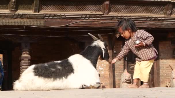 Bhaktapur, Kathmandu, Nepal - 18 oktober 2018 barn utfodring vilande geten. Söt asiatiska liten flicka spela på gatan nära templet prepearing för offer ritual. orientaliska antika staden efter jordbävningen — Stockvideo