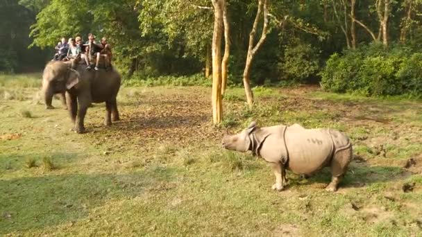 CHITWAN国立公園、ネパール- 10月2018トレッキングツアーを持っている観光客。日光の下でサイを観察するサファリの間に森の中を歩く背中の人々を持つ象 — ストック動画