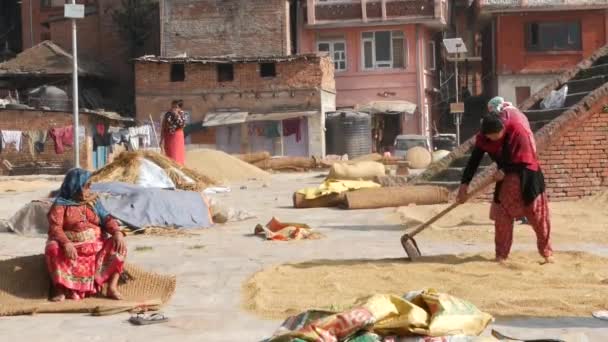 BHAKTAPUR, KATHMANDU, NEPAL - 18 Lokakuu 2018 Aasialaiset naiset kuivaavat, seulovat, puivat jyviä perinteisellä tavalla. Päivittäinen elämä, itämainen muinainen kaupunki maanjäristyksen jälkeen. Ihmiset winnows ja sadonkorjuu. — kuvapankkivideo