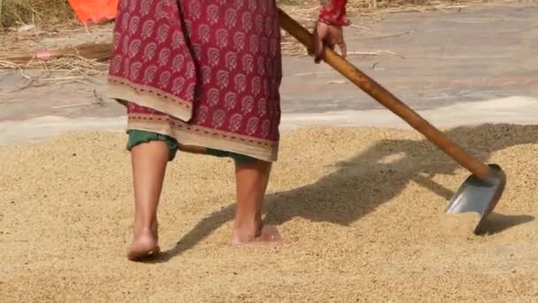 BHAKTAPUR, KATHMANDU, NEPAL - 18 de octubre de 2018 Mujeres asiáticas envejecidas secando, tamizando, trillando granos de manera tradicional. La vida cotidiana, ciudad antigua oriental después del terremoto. La gente sopla y cosecha. — Vídeo de stock