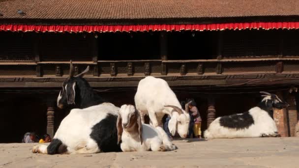 BHAKTAPUR, KATHMANDU, NEPAL - 18 de outubro de 2018 Alimentação de cabras em repouso para crianças. Menina asiática bonito jogar na rua perto templo prepearing para ritual de sacrifício. cidade antiga oriental após terremoto — Vídeo de Stock