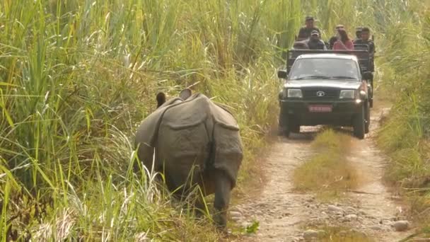 CHITWAN NATIONAL PARK, NEPAL - 10 października 2018 Turyści w samochodzie i Indianie jednorogi nosorożec przejeżdżający przez dżunglę w bliskiej odległości. Dziki nosorożec azjatycki jednorożce wypas na polu trawy podczas safari — Wideo stockowe
