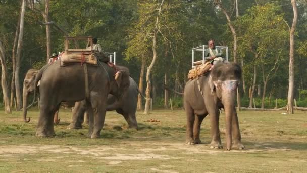 CHITWAN NATIONAL PARK, NEPAL - 10 de octubre de 2018 Mahouts hombres, jinetes asiáticos tradicionales de elefantes indios esperan a los turistas, safari trekking. Escena rural al atardecer, abuso de animales salvajes en cautiverio — Vídeos de Stock