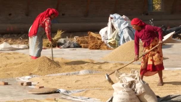 BHAKTAPUR, KATHMANDU, NEPAL - 18 de octubre de 2018 Mujeres asiáticas envejecidas secando, tamizando, trillando granos de manera tradicional. La vida cotidiana, ciudad antigua oriental después del terremoto. La gente sopla y cosecha. — Vídeos de Stock