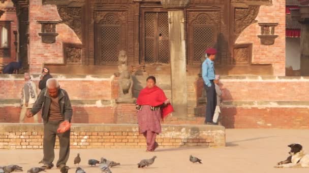 BHAKTAPUR, KATHMANDU, NEPAL - 18 de outubro de 2018 Homem alimentando pombos na praça real. Homem maduro alimentando pássaros na praça real Durbar na cidade antiga. Vida diária, cidade velha oriental após o terremoto. — Vídeo de Stock