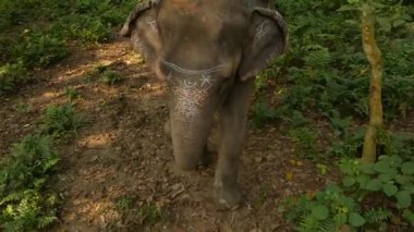 Chitwan Milli Parkı, Nepal turistler Trekking Turu var. Muhteşem tropikal ormanda güneş ışığı, Safari gözlem gergedan sırasında ormanda yürüyüş fil.