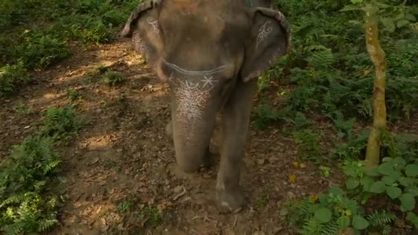 PARC NATIONAL CHITWAN, NEPAL Les touristes font un trekking. Éléphant marchant dans la forêt pendant le safari en observant le rhinocéros, la lumière du soleil dans la jungle tropicale majestueuse . — Video