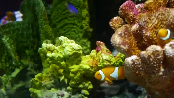 Clownfische in Korallennähe im Aquarium. Kleine Clownfische schwimmen in der Nähe verschiedener majestätischer Korallen auf schwarzem Grund im Aquarienwasser. Unterwasserwelt tropisches Leben natürlicher Hintergrund — Stockvideo