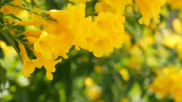 Hermosas flores amarillas en racimos en las ramas de un arbusto. Fondo floral natural. Ambiente primaveral, contraste soleado y brillante de colores, plantas exóticas tropicales con hojas verdes del paraíso. — Vídeo de stock