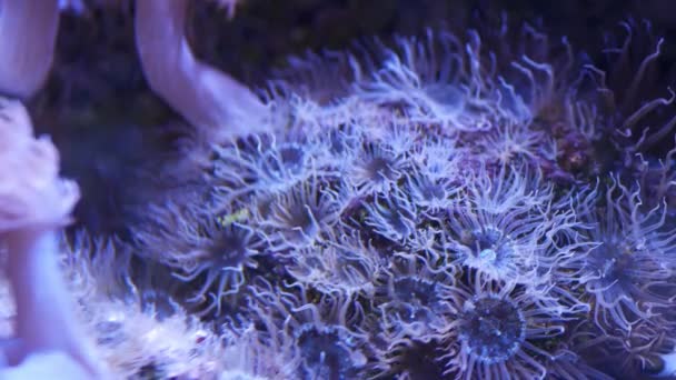 水族馆的软珊瑚在清澈的蓝水中，把炭疽和幼藻珊瑚包裹在一起。海洋水下生物。紫罗兰自然背景，复制空间选择性焦点，濒危物种，全球变暖. — 图库视频影像