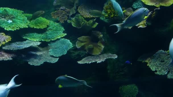 대형 수족관의 깨끗 한 푸른 물에서 수영 하는 다양 한 종의 물고기의 학교. 수 중 열 대 해 양생물 자연 배경 — 비디오