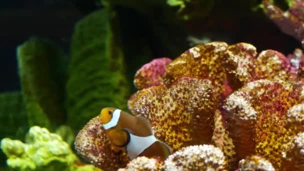 Клоунфіш поблизу коралу в акваріумі. Невеликі клоуни плавають поблизу різних величних коралів на чорному тлі в акваріумній воді. Морський підводний тропічний життя природний фон — стокове відео