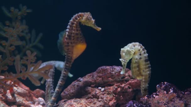 Seahorse temidden van koralen in het aquarium. Closeup gele seahorse zwemmen in de buurt van prachtige koralen in schoon aquariumwater. Mariene tropische onderwaterleven natuurlijke achtergrond — Stockvideo