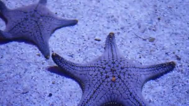 Ocean tropical exotic Estrella de mar en el fondo del acuario. Primer plano dos increíbles estrellas de mar que yacen en el fondo arenoso en agua limpia del acuario. — Vídeos de Stock