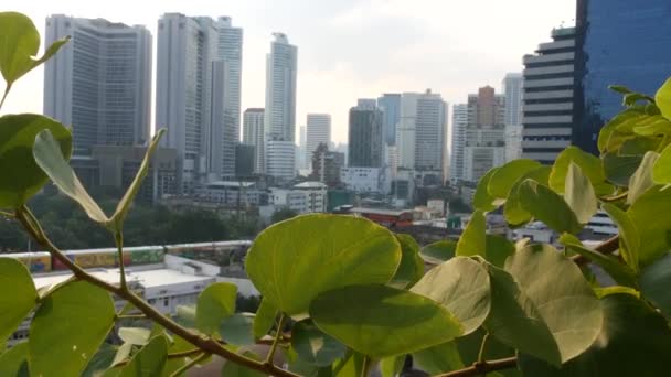 Gröna löv mot storstaden. Närbild gröna blad av parkträd mot skyskrapor på solig dag i Bangkok, Thailand. — Stockvideo