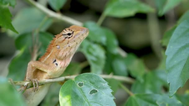 Un pequeño lagarto chupasangre exótico se encuentra en medio de un frondoso follaje verde, selva en los trópicos, fondo natural con reptiles. extraordinaria vida inusual en el bosque, animal de sangre fría — Vídeo de stock