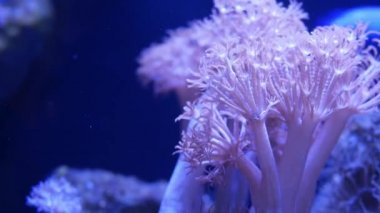 Akvaryumdaki yumuşak mercanlar. Yakın plan Anthelia ve Euphyllia mercanları temiz mavi suda. Deniz altı yaşamı. Violet doğal arka plan, kopyalama alanı seçici odak, nesli tükenmekte olan türler, küresel ısınma.