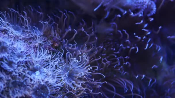 Akvaryumdaki yumuşak mercanlar. Yakın plan Anthelia ve Euphyllia mercanları temiz mavi suda. Deniz altı yaşamı. Violet doğal arka plan, kopyalama alanı seçici odak, nesli tükenmekte olan türler, küresel ısınma. — Stok video