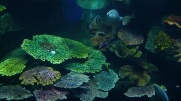 Școala de pești din diferite specii înoată în apă albastră curată de acvariu mare. Marine subacvatice de viață tropicală fundal natural — Videoclip de stoc