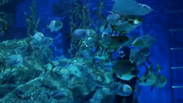 Бангкок, Таиланд - 18 ДЕКАБРЯ 2018 Дайвер кормит рыб в аквариуме. Анонимный человек с оборудованием для дайверов кормит экзотических рыб в огромном аквариуме торгового центра Siam Paragon. — стоковое видео