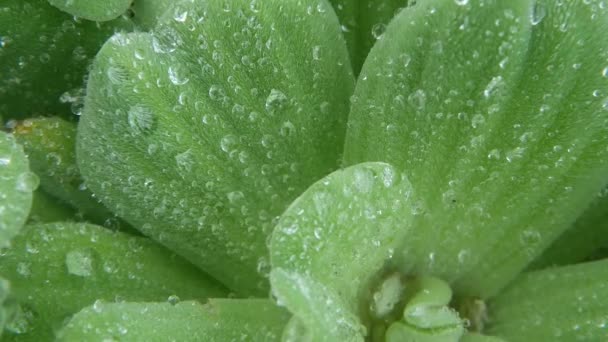 植物叶子上的水滴。从上面特写的叶子的绿色植物与干净的淡水滴. — 图库视频影像