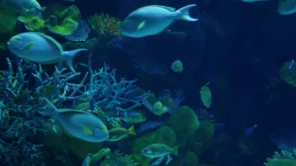 大きな水槽のきれいなブルーの水で泳ぐ様々 な種の魚の群れ。水中の海洋の熱帯生物自然な背景 — ストック動画
