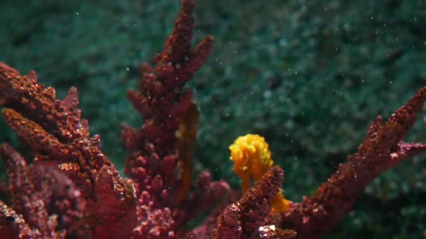 Seahorse temidden van koralen in het aquarium. Closeup gele seahorse zwemmen in de buurt van prachtige koralen in schoon aquariumwater. Mariene tropische onderwaterleven natuurlijke achtergrond — Stockvideo