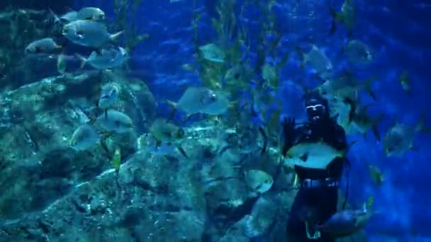 BANGKOK, TAILÂNDIA - 18 DE DEZEMBRO DE 2018 Mergulhador que alimenta peixes em aquário. Pessoa anônima com equipamento de mergulho alimentando peixes exóticos dentro de um enorme aquário no shopping Siam Paragon. — Vídeo de Stock