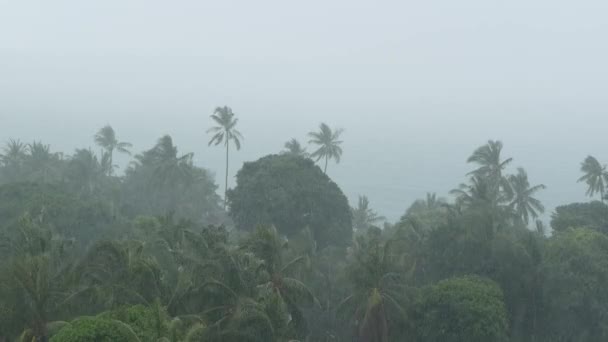 Paesaggio balneare durante uragano disastro naturale. Forte vento ciclone ondeggia palme da cocco. Tempesta di forti piogge tropicali, potere della natura, cambiamenti climatici, tifone sulla riva dell'oceano durante la stagione delle piogge — Video Stock