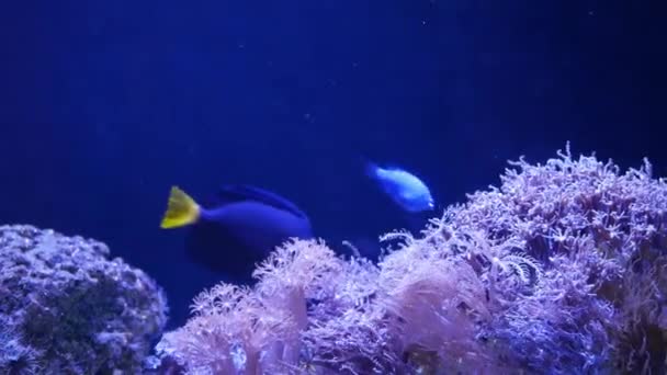 Soft corals in aquarium. Closeup Anthelia and Euphyllia corals in clean blue water. marine underwater life. Violet natural background, copy space selective focus, endangered species, global warming. — Stock Video