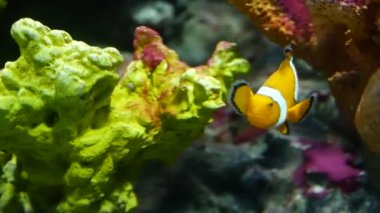 Mercan Akvaryum yakınındaki palyaço balığı. Küçük palyaço balığı akvaryum su siyah arka plan üzerine çeşitli görkemli mercan yüzme. Deniz sualtı tropikal yaşamı doğal arka plan