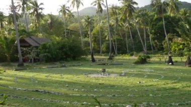 Bulutlu gökyüzüne karşı yeşil palmiyeler. Güneşli bir günde Ko Phangan, Tayland 'da mavi bulutlu gökyüzüne karşı büyüyen muhteşem tropikal bitkilerin görkemli manzarası..