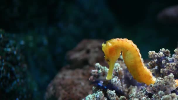 산호 수족관에 속 해 마입니다. 깨끗 한 수족관 물에서 멋진 산호 가까이 근접 촬영 노란색 해 마 수영. 수 중 열 대 해 양생물 자연 배경 — 비디오