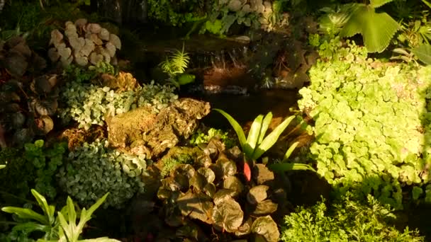 Plantas tropicais e cascata em belo jardim. Várias plantas tropicais verdes crescendo perto de pequena cascata com água doce no dia ensolarado no jardim incrível . — Vídeo de Stock