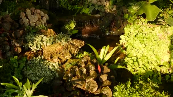 Tropické rostliny a kaskáda v krásné zahradě. Různé zelené tropické rostliny rostoucí v blízkosti malé kaskády se sladkou vodou za slunečného dne v úžasné zahradě.