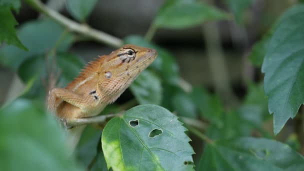 Malé exotické vyděračka ještěrka se nachází uprostřed svěží zeleně, džungle v tropech, přírodní pozadí s plazy. Mimořádná neobyčejný život v lese, studenokrevných zvířat — Stock video