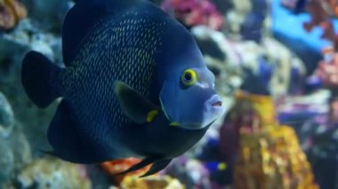 Çeşitli türlerin büyük akvaryum temiz mavi suda yüzen balık sürüsü. Deniz sualtı tropikal yaşamı doğal arka plan