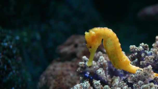 Seahorse uprostřed korály v akváriu. Closeup yellow seahorse plavání v blízkosti nádherné korály v čisté akvarijní vody. Mořský život pod vodou tropické přírodní pozadí — Stock video