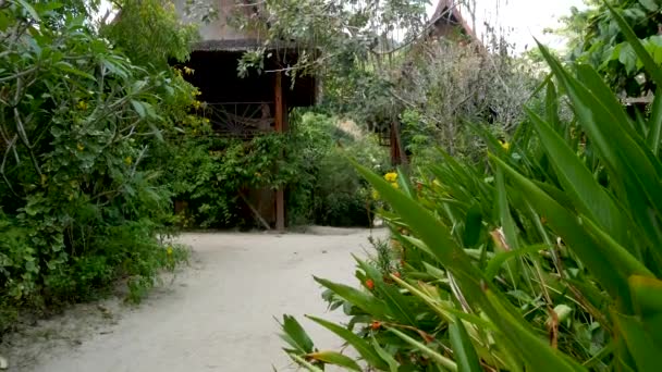 Hermosas cabañas cerca de árboles tropicales. Maravillosas chozas de pequeño pueblo ubicado alrededor de un increíble árbol tropical en un día soleado en la selva. Vida verde. exótica aldea tailandesa. vivir en la naturaleza — Vídeos de Stock