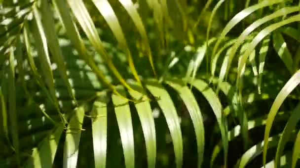 Tropisches grünes Palmenblatt mit Sonnenlicht verschwimmen lassen, abstrakter natürlicher Hintergrund mit Bokeh. Defokussiertes üppiges Laub, Adern, gestreifte exotische frische saftige Blätter im Schatten. Ökologie, Sommer- und Urlaubskonzept — Stockvideo