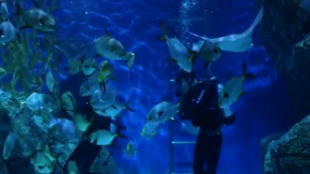 2018 년 12 월 18 일에 확인 함 . BANGKOK, THAILAND - 18 DECEMBER 2018 Diver feeding fish in aquarium. 시암 파라곤 쇼핑몰에 있는 거대 한 수족관에서 수상 한 생선을 먹이는 다이빙 장비를 갖춘 익명의 사람. — 비디오