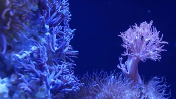 水族馆的软珊瑚在清澈的蓝水中，把炭疽和幼藻珊瑚包裹在一起。海洋水下生物。紫罗兰自然背景，复制空间选择性焦点，濒危物种，全球变暖. — 图库视频影像