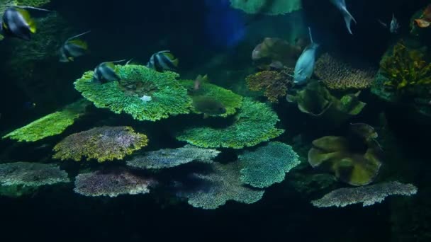Fischschwärme verschiedener Arten schwimmen im sauberen, blauen Wasser eines großen Aquariums. Unterwasserwelt tropisches Leben natürlicher Hintergrund — Stockvideo
