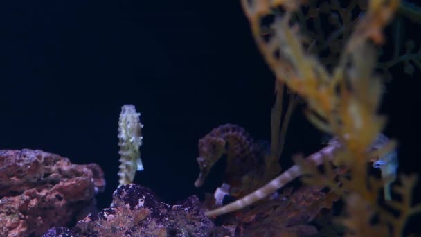 Seahorse temidden van koralen in het aquarium. Closeup gele seahorse zwemmen in de buurt van prachtige koralen in schoon aquariumwater. Mariene tropische onderwaterleven natuurlijke achtergrond — Stockvideo