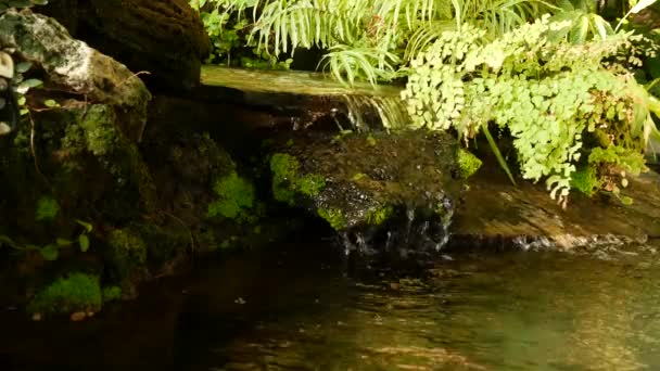 Tropische planten en cascade in een prachtige tuin. Diverse groene tropische planten groeien in de buurt van kleine waterval met zoet water op zonnige dag in verbazingwekkende tuin. — Stockvideo