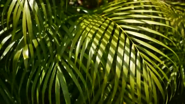 Suddiga tropiska gröna palmblad med solljus, abstrakt naturlig bakgrund med bokeh. Oskärpa Lush Foliage, vener, randiga exotiska fräscha saftiga blad i skuggan. Ekologi, sommar och semester koncept — Stockvideo