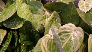 Su bitki yaprakları üzerine bırakır. Yeşil bitki temiz su damlaları ile portre yaprakları yukarıda.